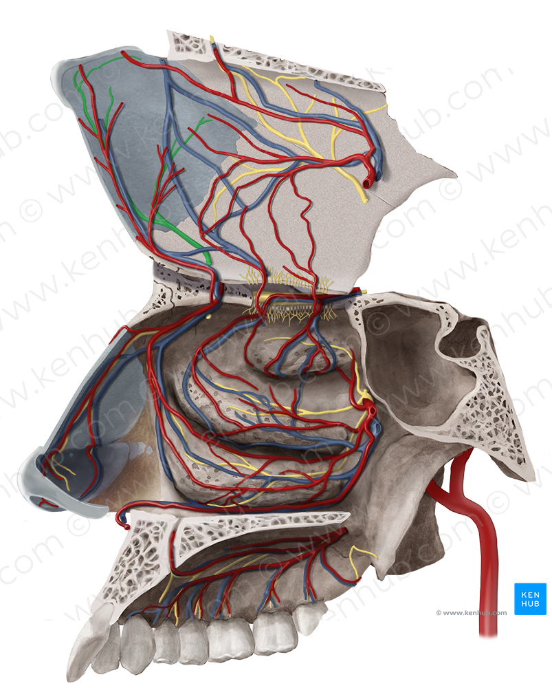 Medial nasal branches of anterior ethmoidal nerve (#8755)