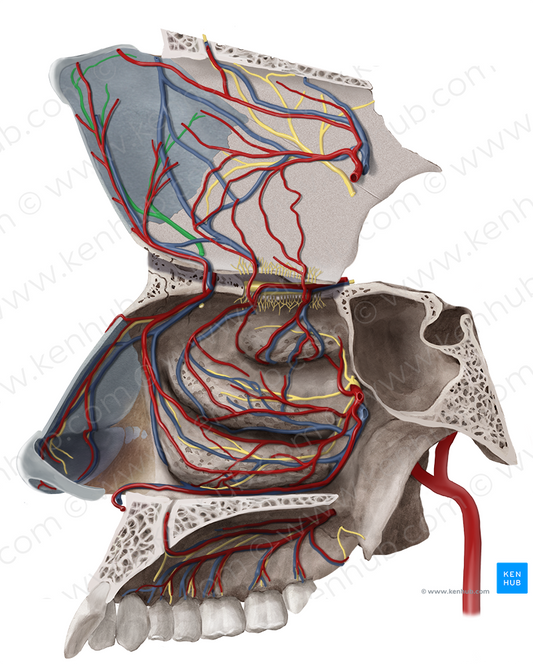 Medial nasal branches of anterior ethmoidal nerve (#8755)