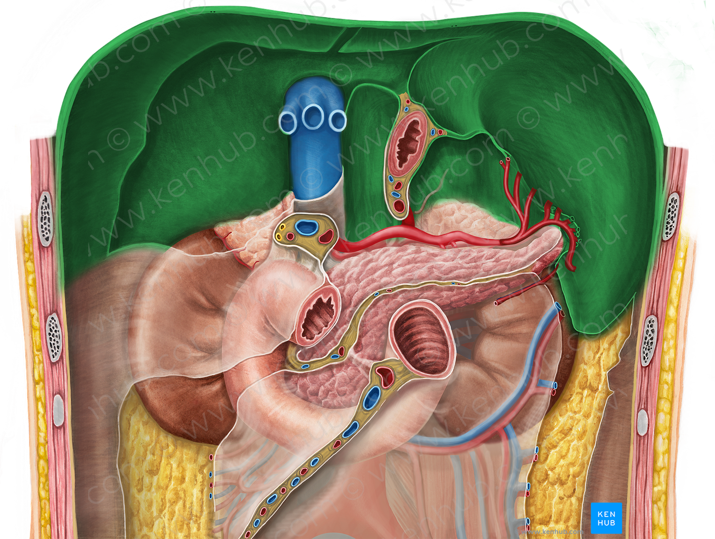 Diaphragm (#3247)