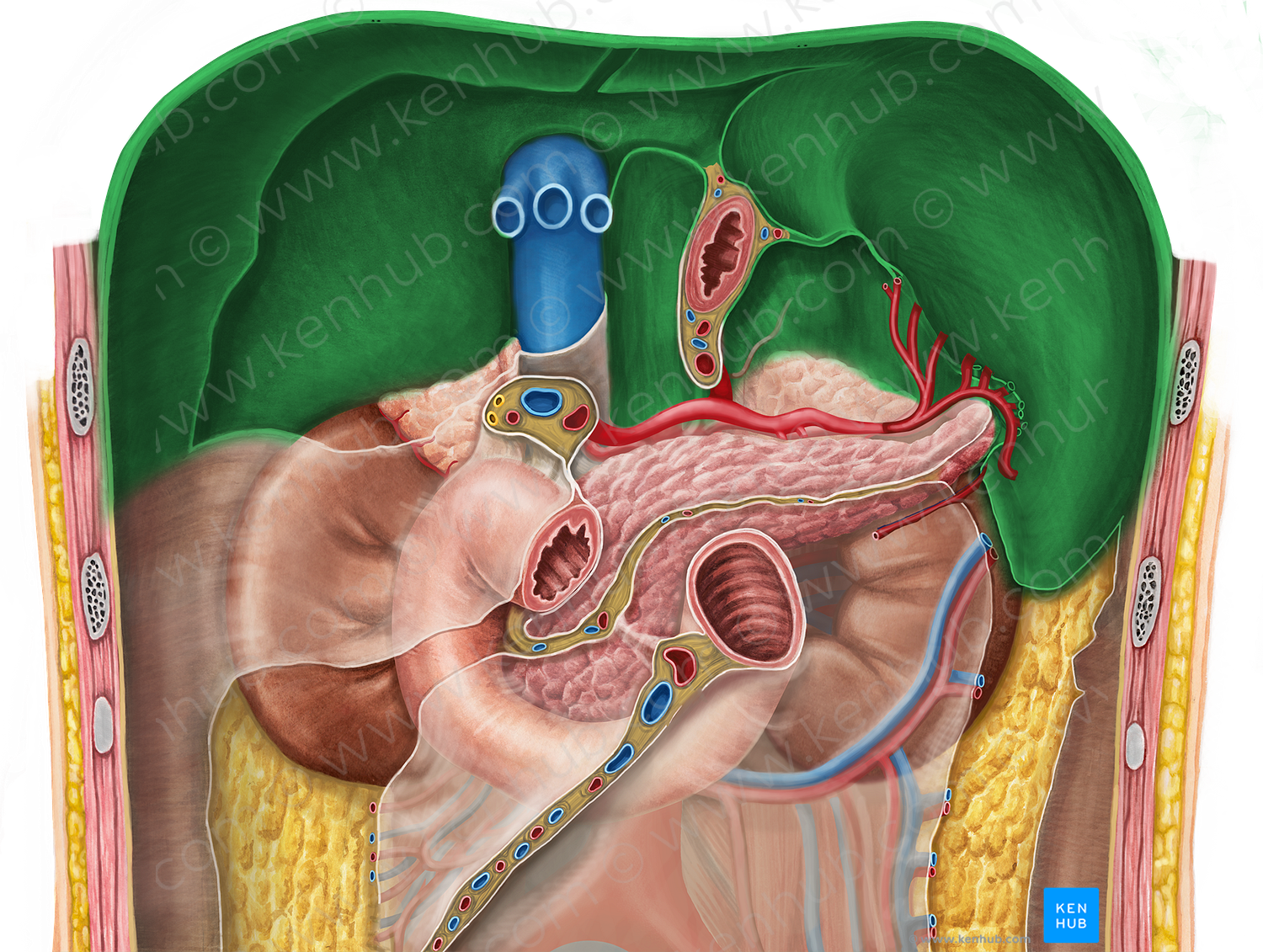 Diaphragm (#3247)