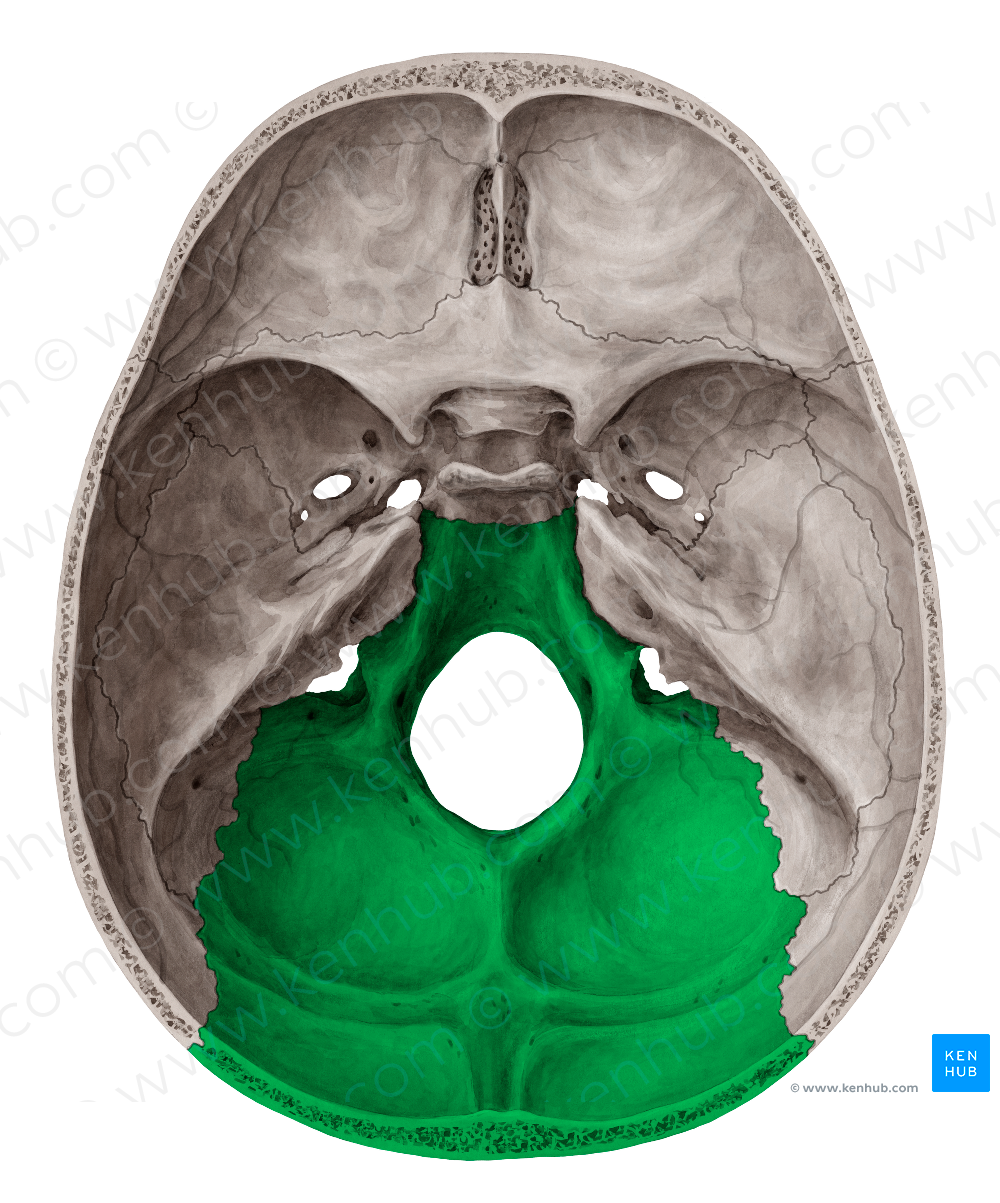 Occipital bone (#7454)