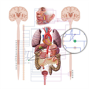 Superior mesenteric ganglion (#18567)