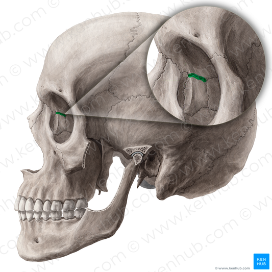 Frontolacrimal suture (#21458)