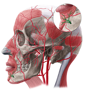 Mental branch of inferior alveolar artery (#8739)