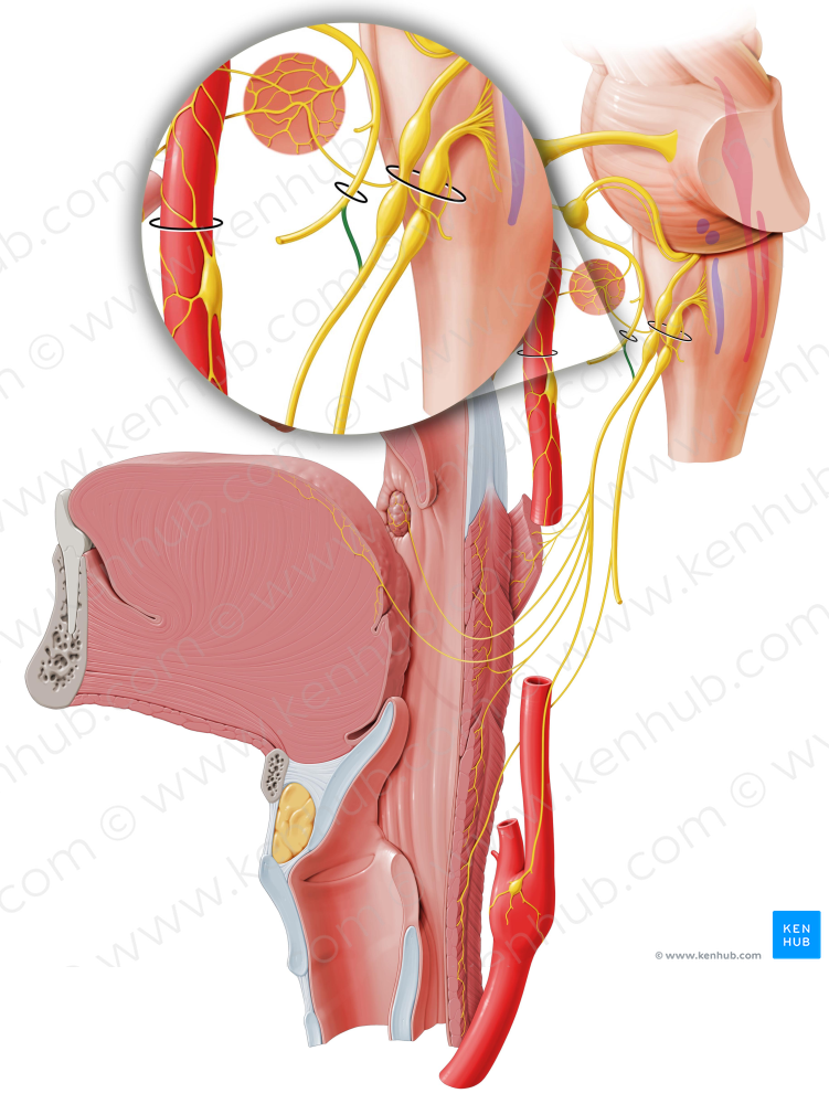 Communicating branch of facial nerve with glossopharyngeal nerve (#8641)