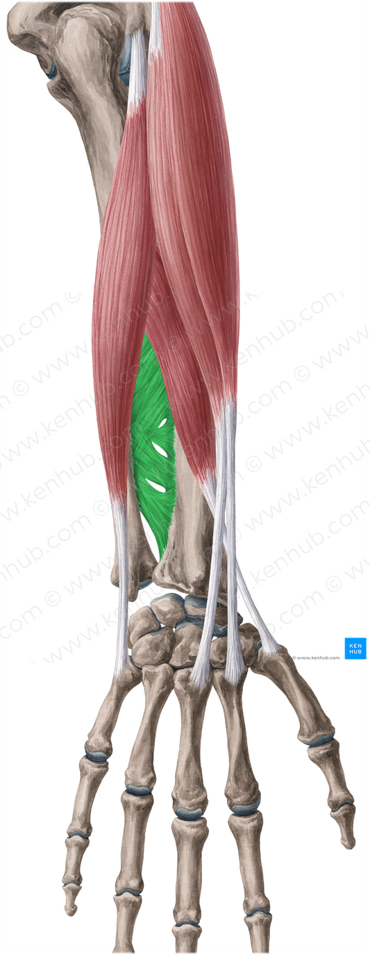 Interosseous membrane of forearm (#5036)