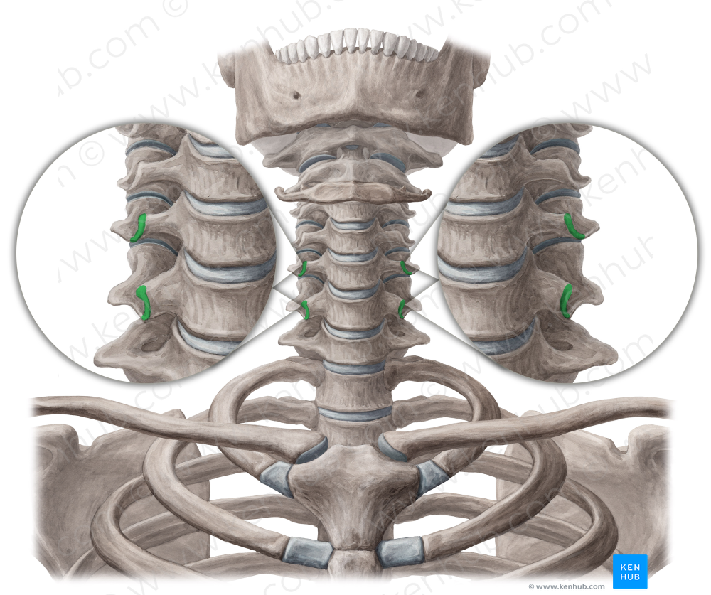 Anterior tubercles of transverse processes of vertebrae C5-C6 (#9694)