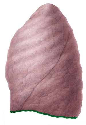 Inferior border of left lung (#4928)