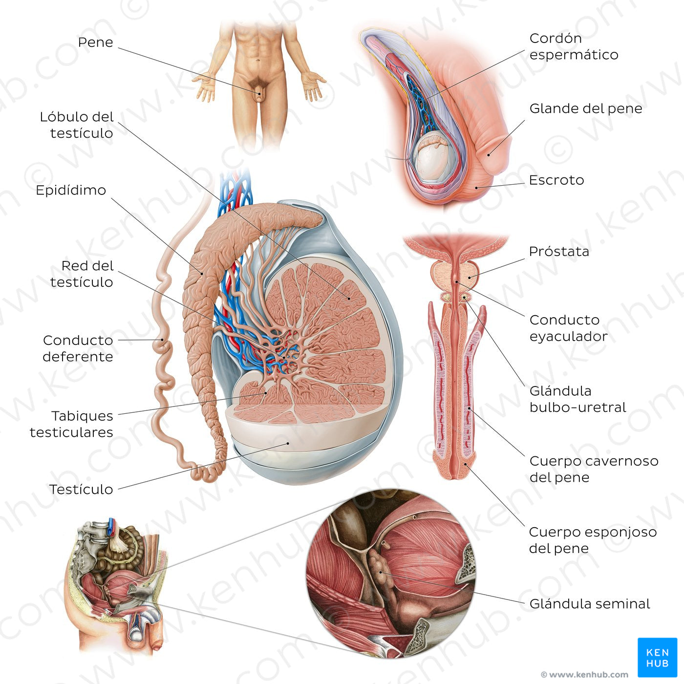 Male reproductive system (Spanish)