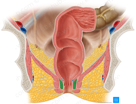 Internal anal sphincter (#9088)