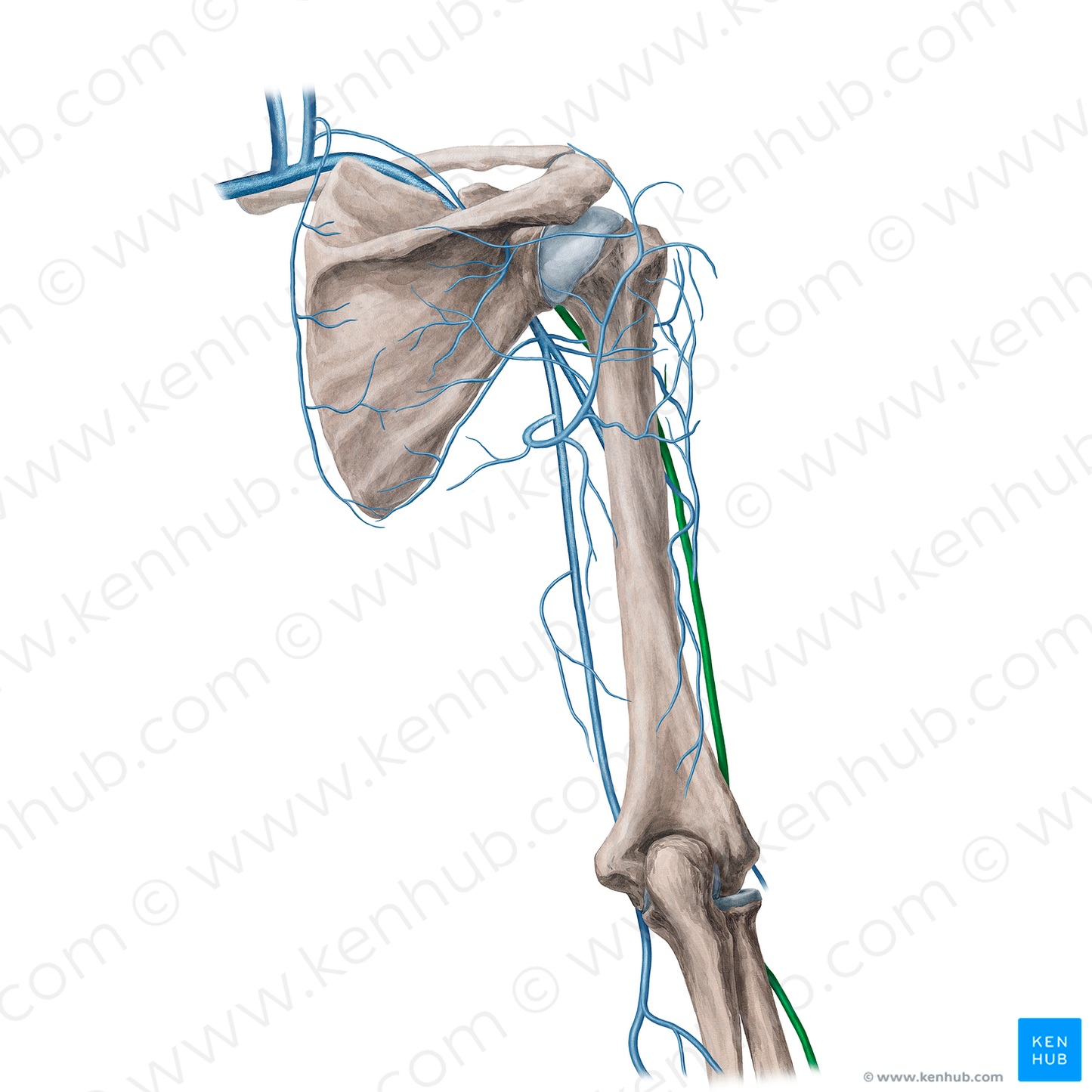 Cephalic vein (#21743)