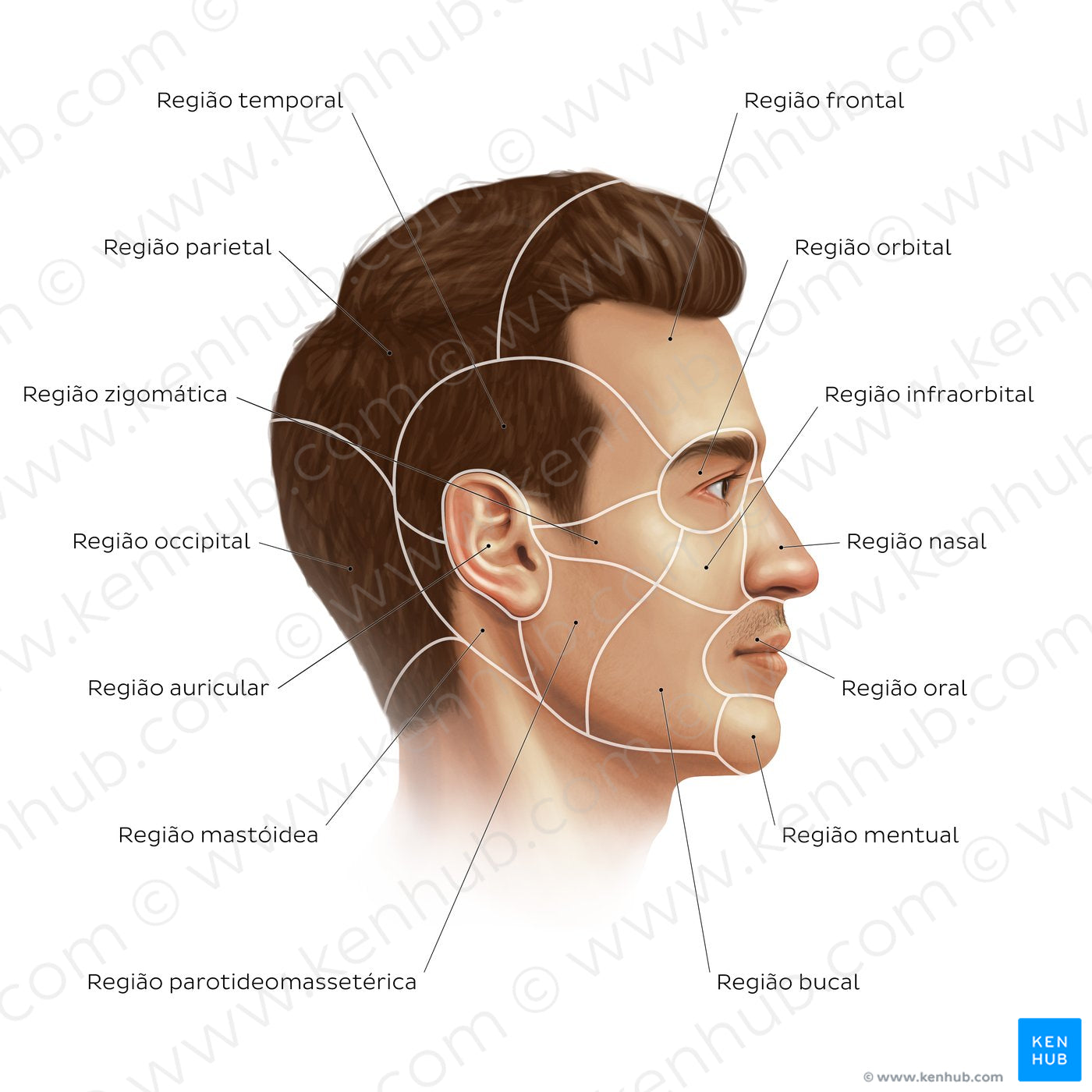 Regions of the head and face (Portuguese)