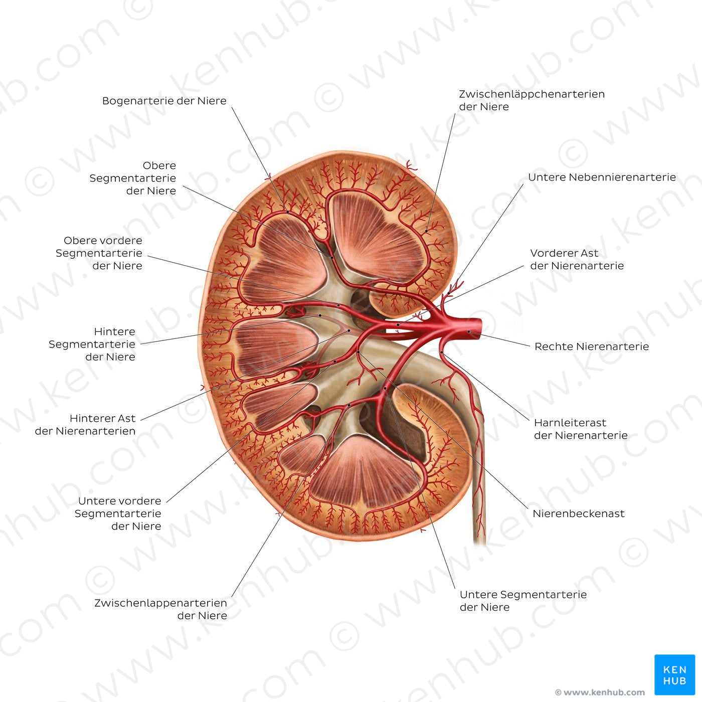 Renal arteries (German)