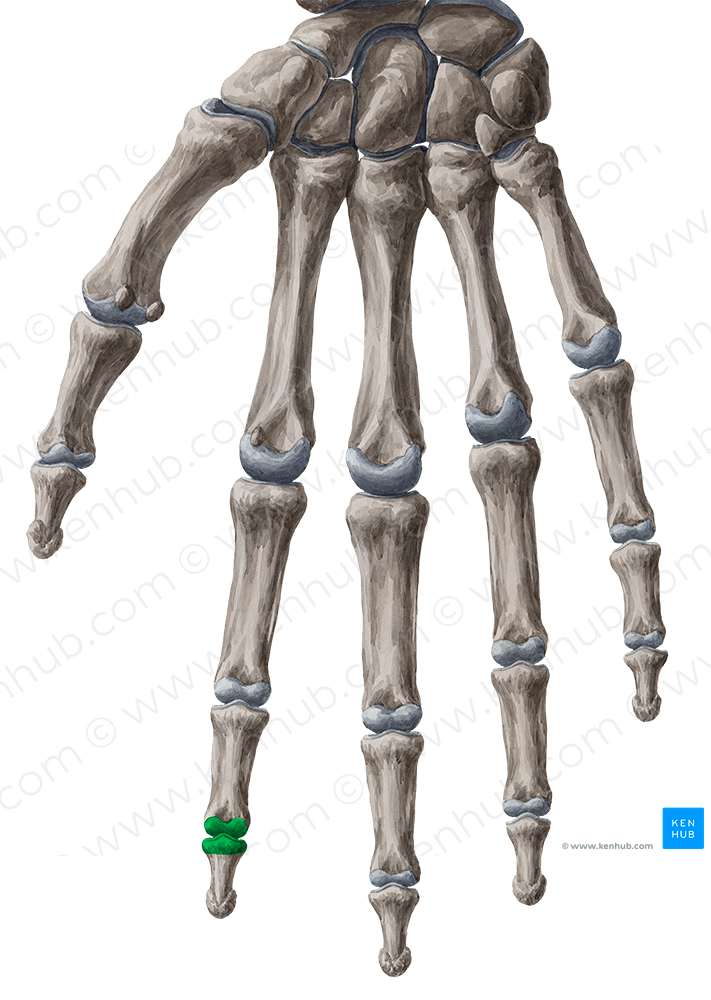 Distal interphalangeal joint of 2nd finger (#2016)