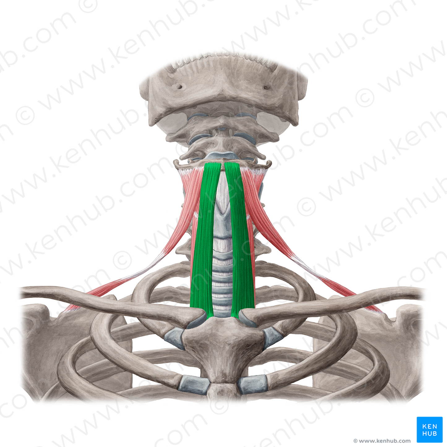 Sternohyoid muscle (#6017)