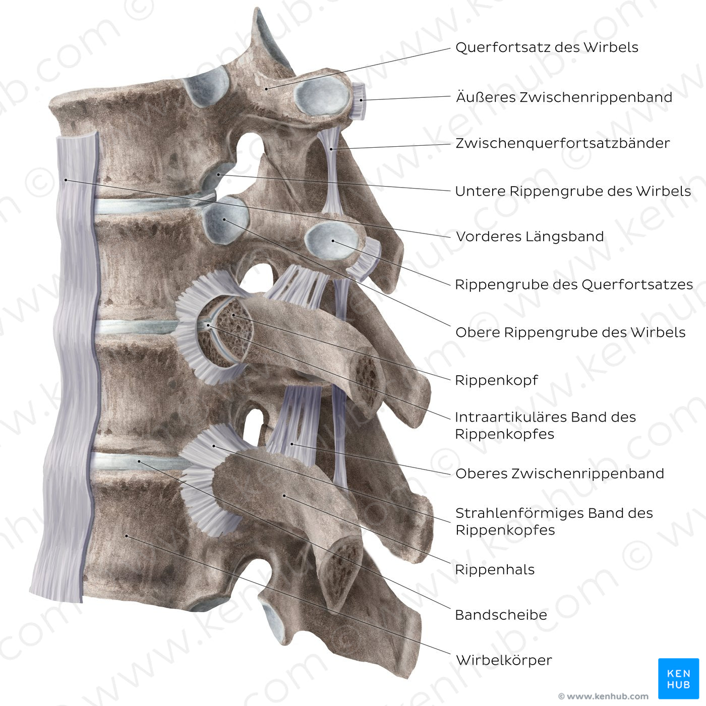 Costovertebral joints (lateral view) (German)