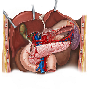 Posterior superior pancreaticoduodenal artery (#1596)