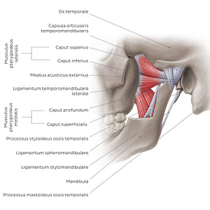 Temporomandibular joint: overview (Latin)