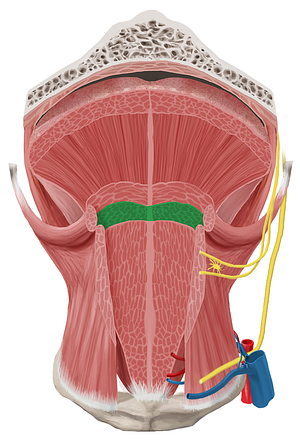 Inferior longitudinal muscle of tongue (#5586)