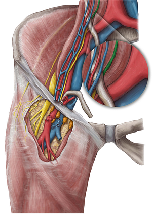 Genitofemoral nerve (#6431)