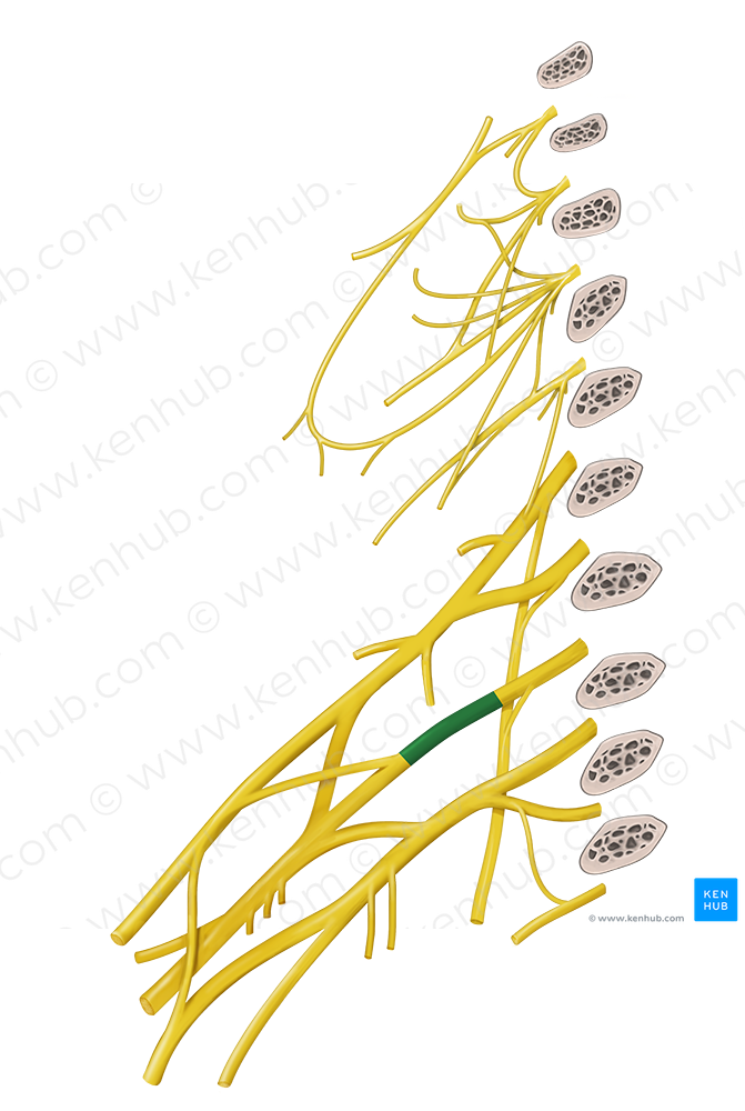 Middle trunk of brachial plexus (#9631)