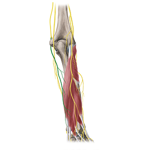 Posterior branch of medial antebrachial cutaneous nerve (#20363)
