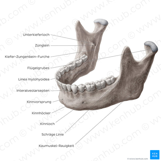 Mandible (Anterolateral view) (German)