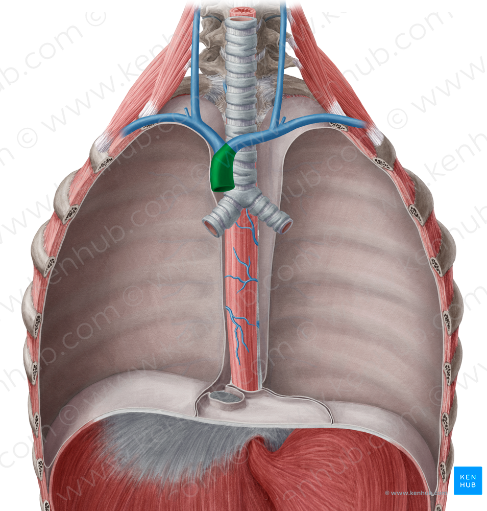 Superior vena cava (#10084)