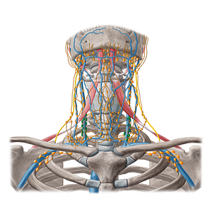 Inferior deep lateral cervical lymph nodes (#20236)