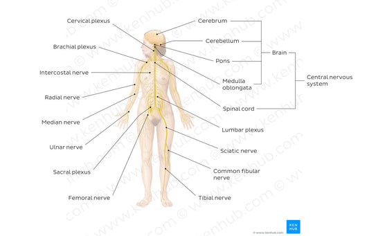 Nervous system (English)