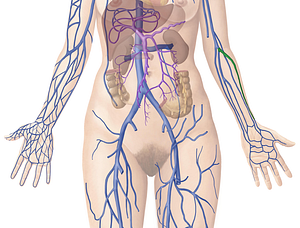 Radial veins (#10515)