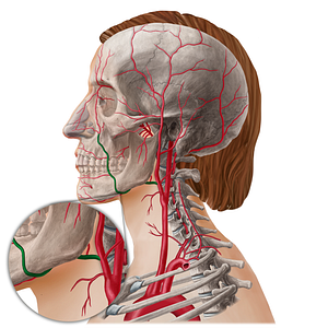 Facial artery (#21789)