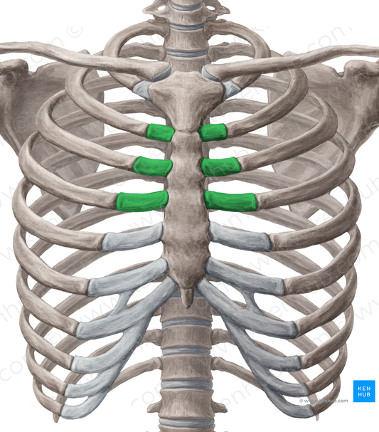 Costal cartilages of 2nd-4th ribs (#2465)