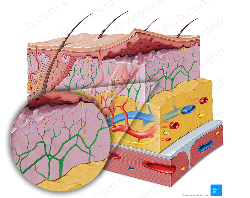 Subdermal vessel plexus (#8052)