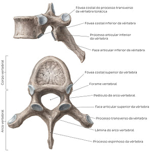Typical thoracic vertebra (Portuguese)