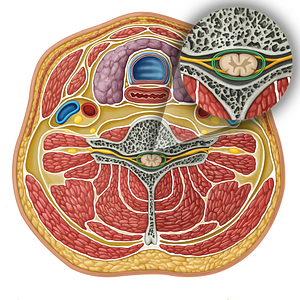 Meninges of spinal cord (#16344)