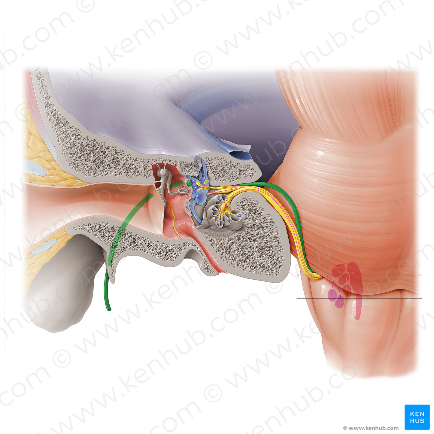 Facial nerve (#6416)