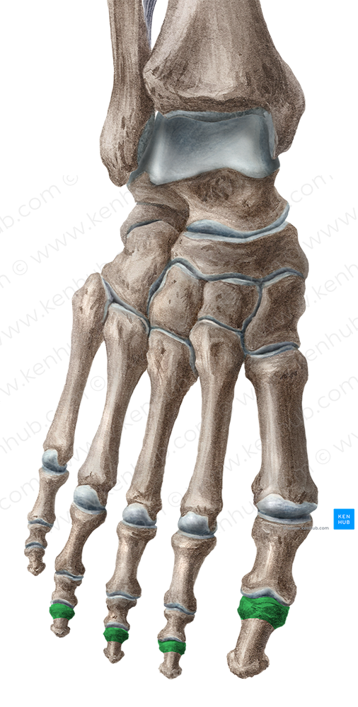 Bases of distal phalanges of 1st-4th toes (#2141)