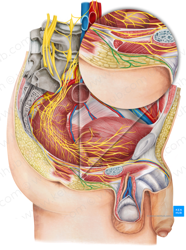 Posterior scrotal nerves (#6268)