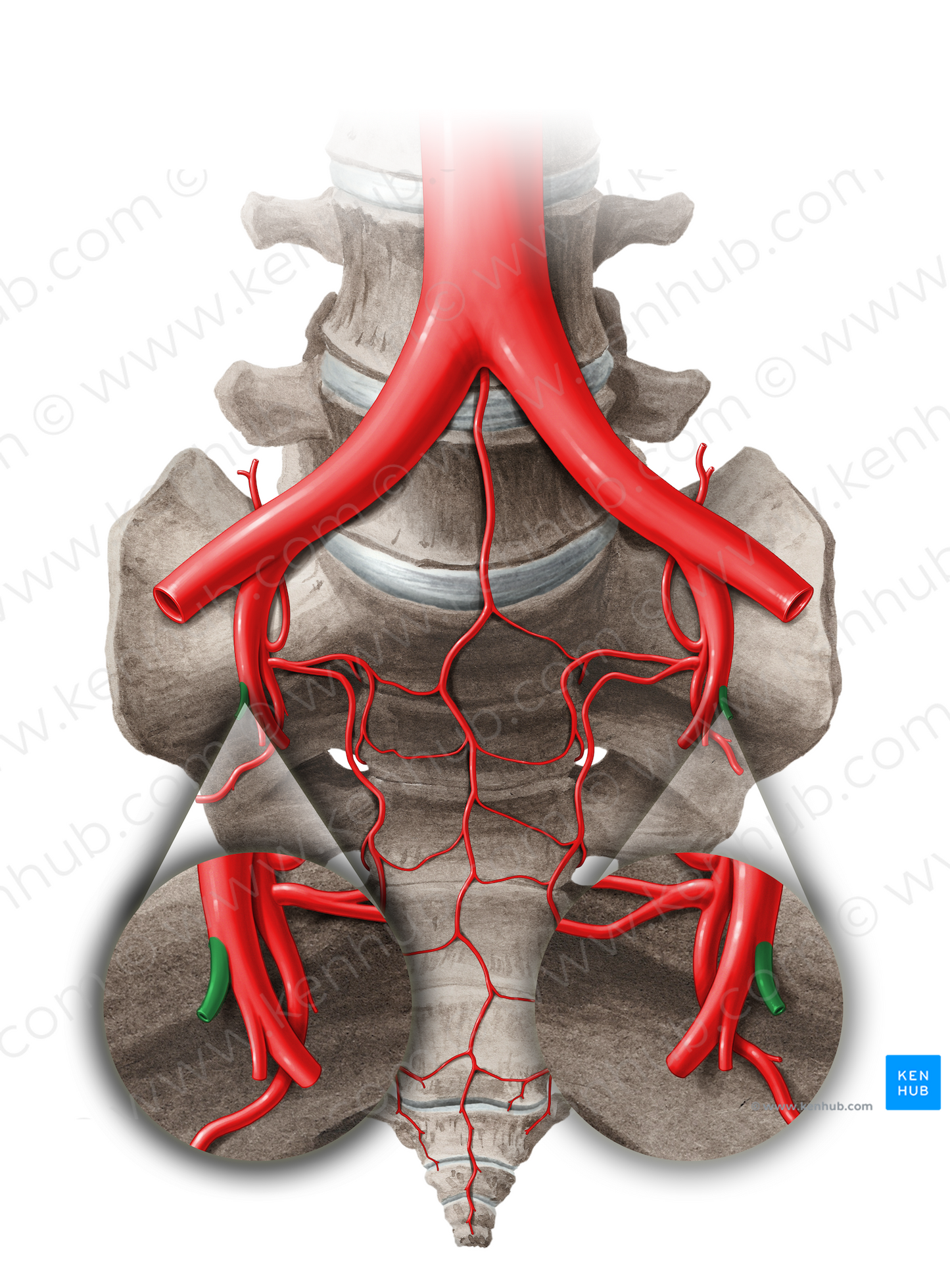 Umbilical artery (#14056)