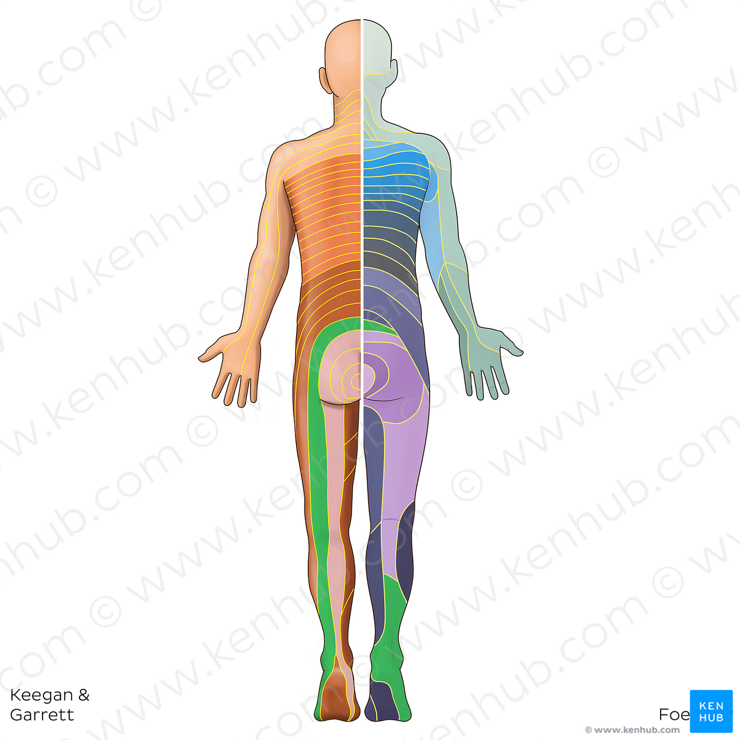 S1 dermatome (#20784)