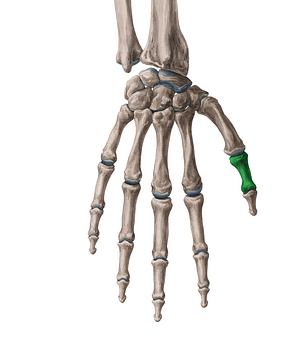 Proximal phalanx of thumb (#7925)