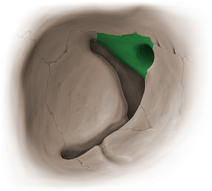 Orbital surface of lesser wing of sphenoid bone (#16084)