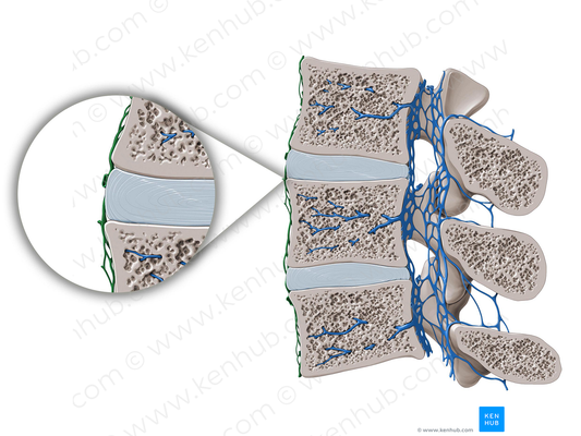 Anterior external vertebral venous plexus (#8076)