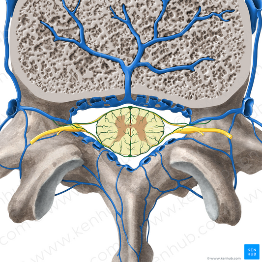 Radicular vein (#10522)