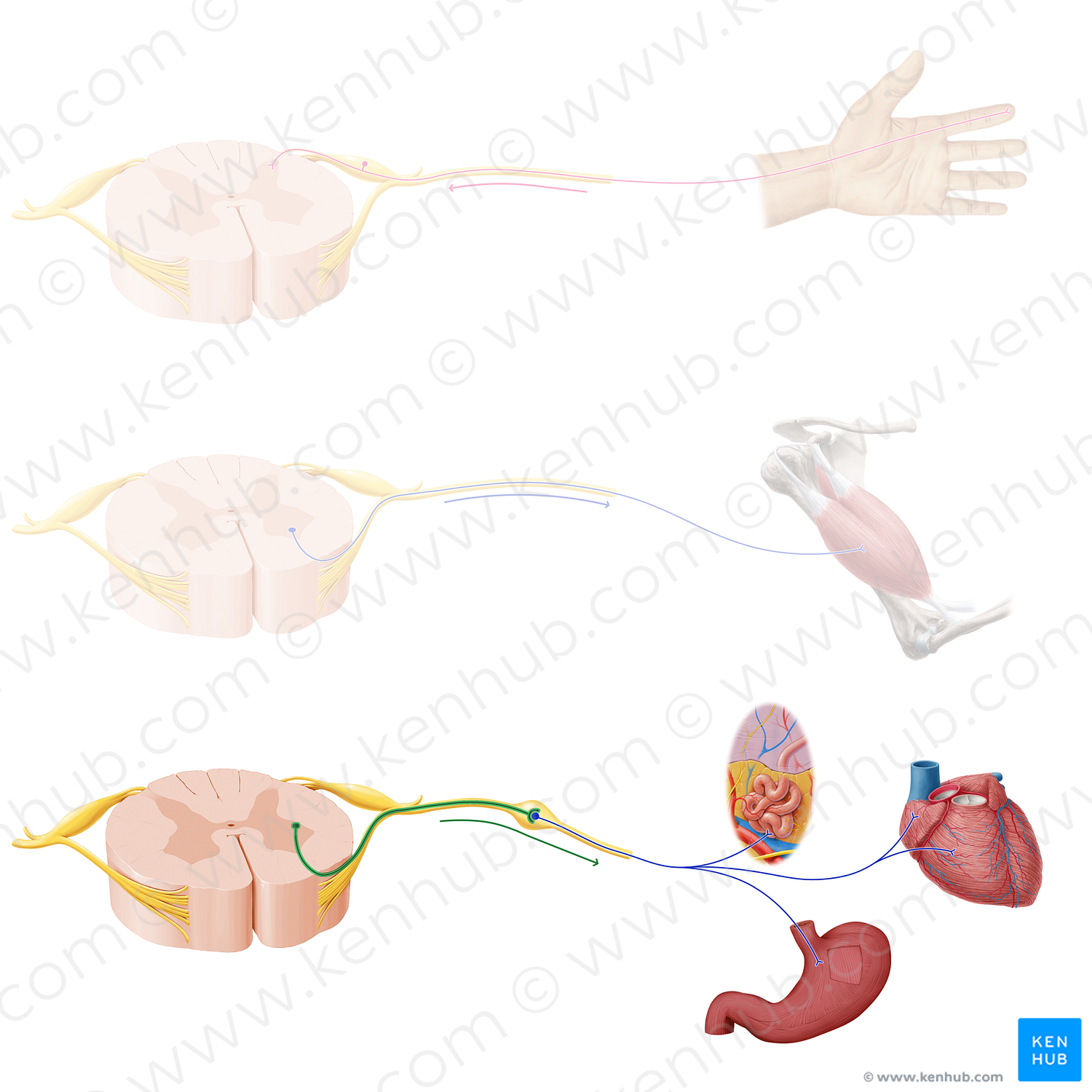 Preganglionic autonomic nerve fiber (#20915)