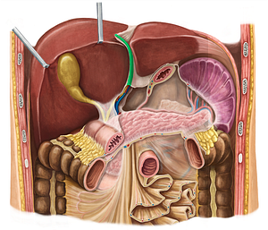 Round ligament of liver (#4627)