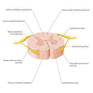 Spinal cord: Cross section (External morphology) (Latin)