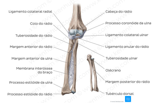 Radius and ulna (Portuguese)