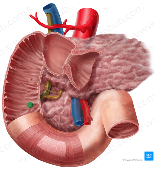 Major duodenal papilla (#7620)